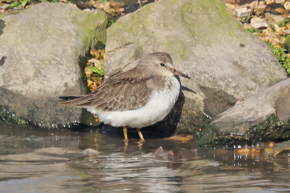 Temminck's stint
